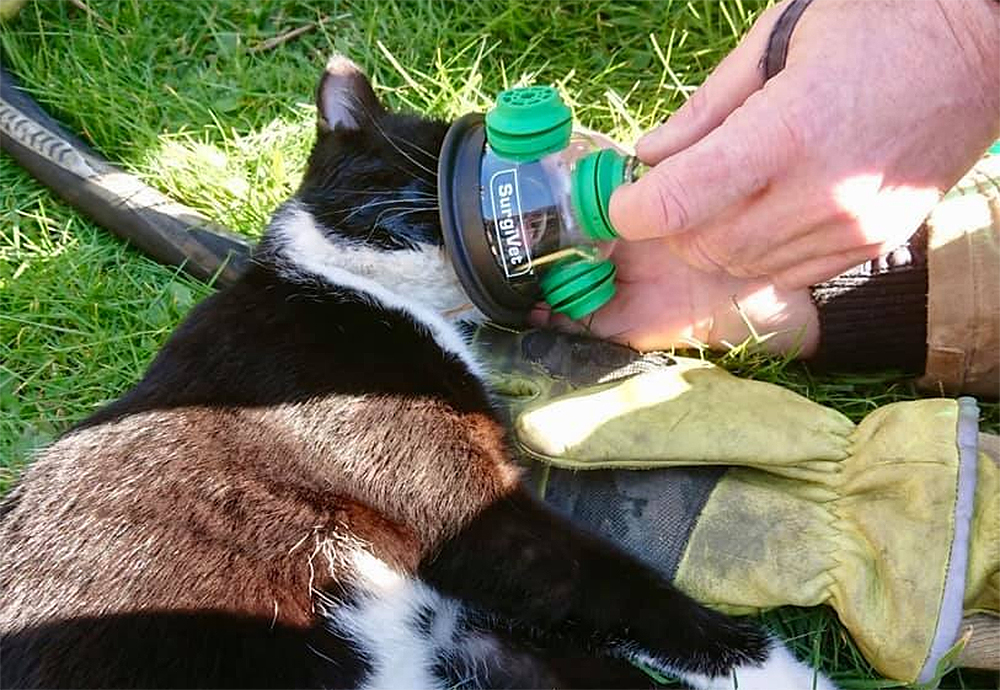 CAT RESCUED FROM HOUSE FIRE AND REVIVED BY FIREFIGHTERS