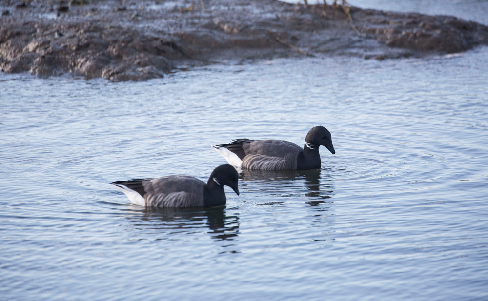 AS THE SEASONS COME AND GO, SO DO THE BIRDS OF THE SOLENT