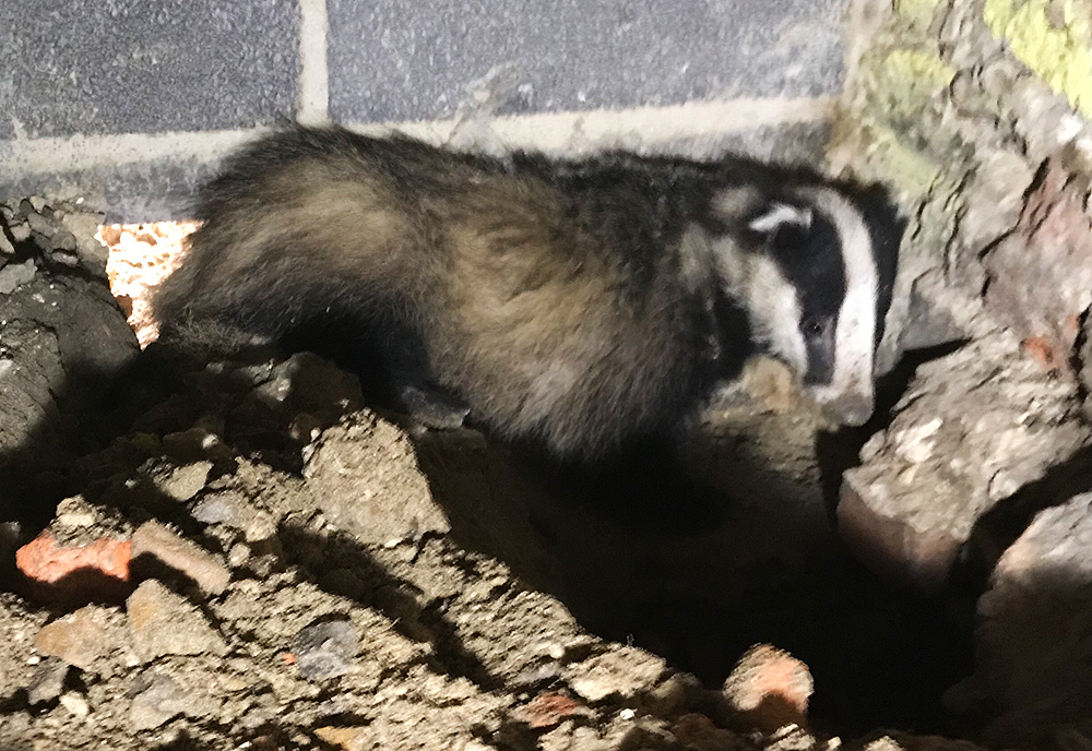 BADGER RESCUED FROM A ‘HOLE’ LOT OF TROUBLE ON THE ISLE OF WIGHT