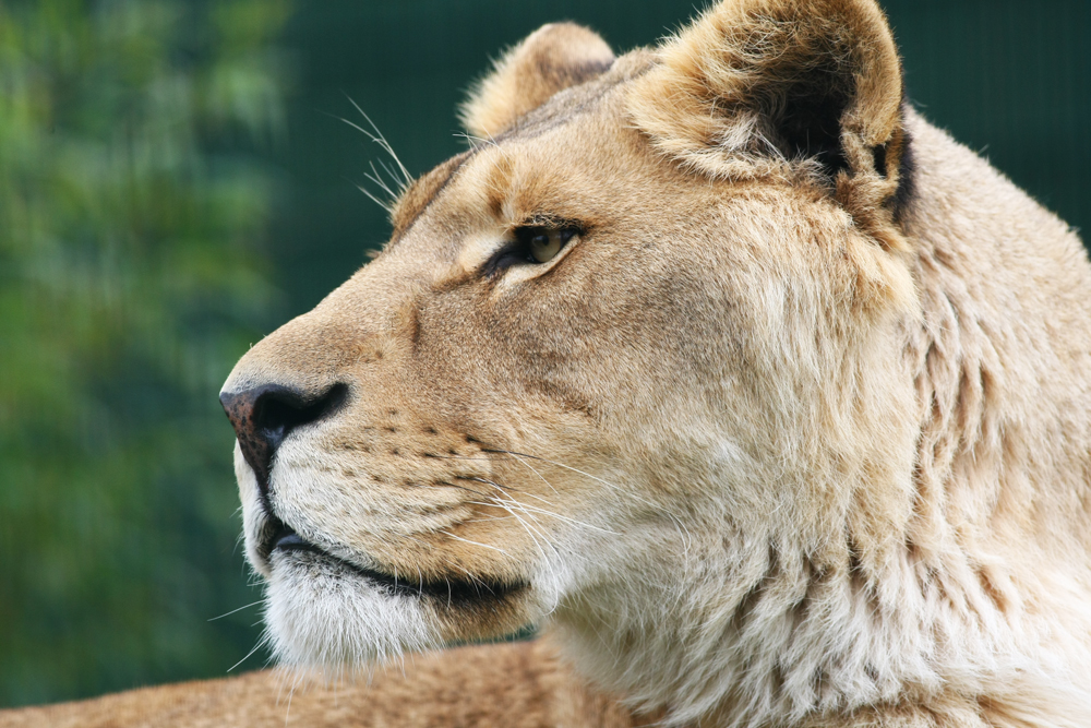 2 NEW LIONS WELCOMED AT THEIR FOREVER HOME ON THE ISLE OF WIGHT