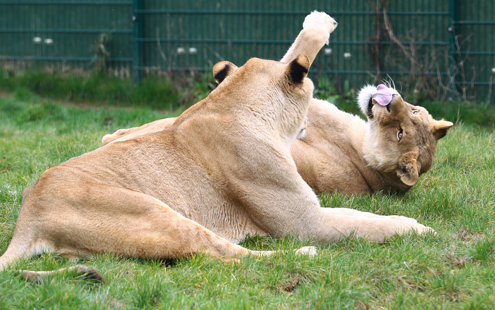 VIDEO: 2 NEW LIONS WELCOMED AT THEIR FOREVER HOME ON THE ISLE OF WIGHT