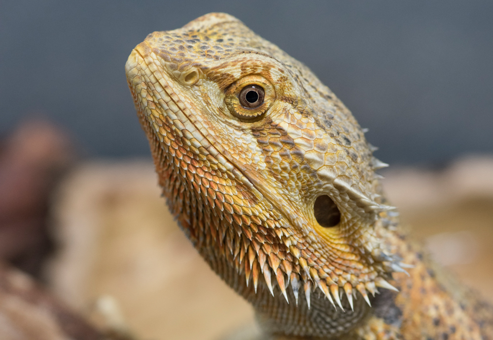 RSPCA TAKE OVER 50 CALLS ABOUT EXOTIC ANIMALS ON THE ISLE OF WIGHT IN 2018