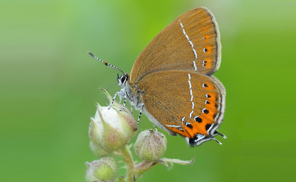 BUTTERFLIES BOUNCE BACK IN HEATWAVE SUMMER