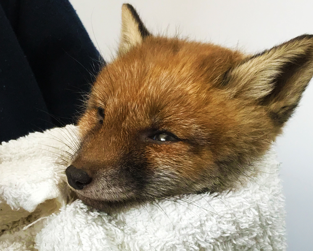 FOX CUB FOUND HIDING INSIDE A BROKEN PIPE IN A 6FT DITCH