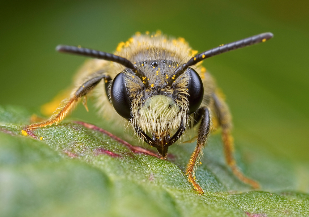 MAKING SPACE FOR NATURE IS THE BEST BET FOR BEES SAY WILDLIFE TRUST