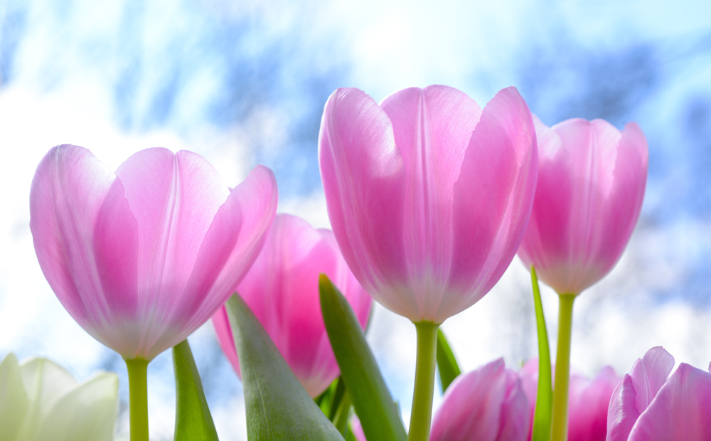 FRIENDS OF VENTNOR BOTANIC GARDENS TO HOST PLANT SALE