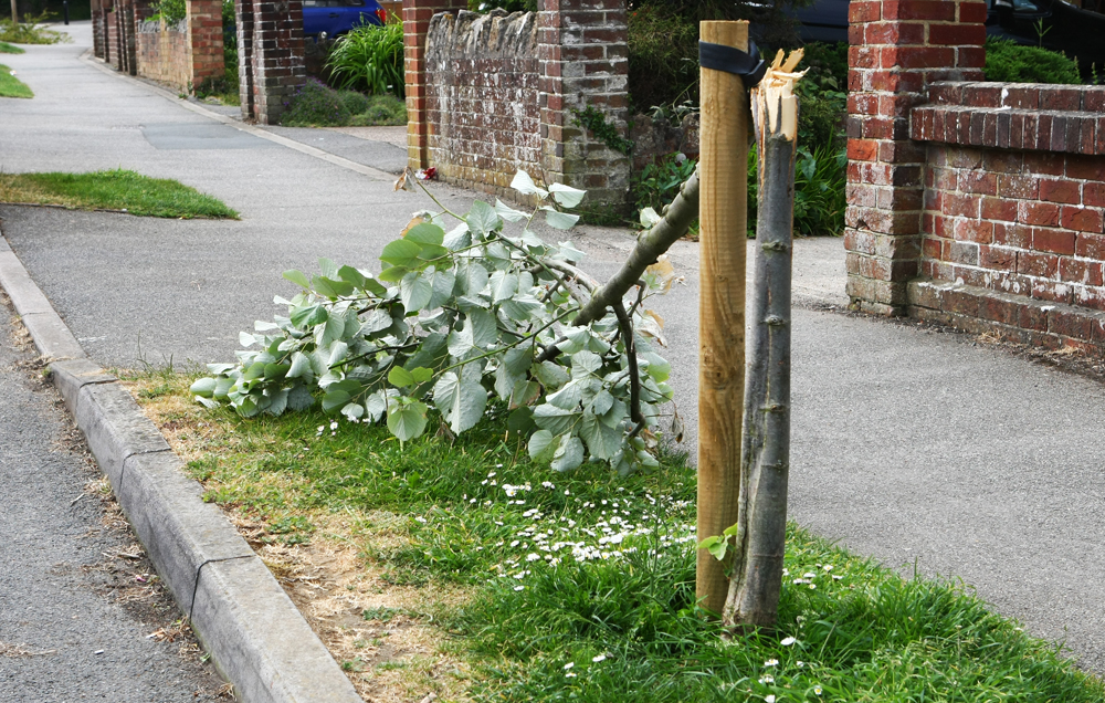 TREES ‘MINDLESSLY VANDALISED’ ON RESIDENTIAL ROAD IN RYDE