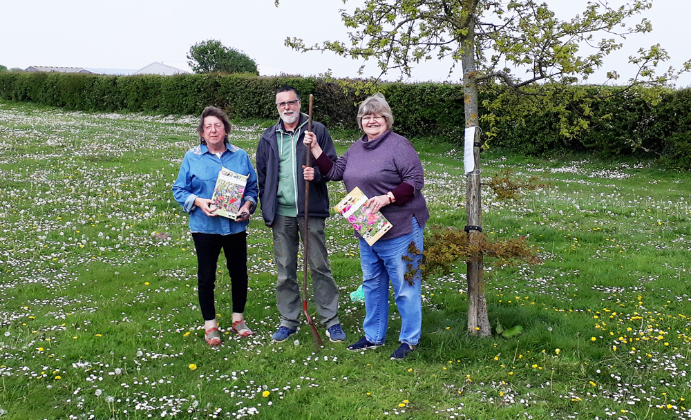 MEADOW FOR BEES AND BUTTERFLIES IN HAVENSTREET