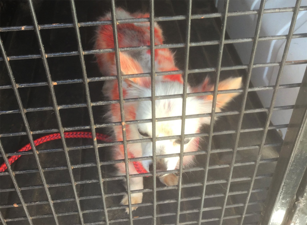 DOG FOUND SHAVEN, PAINTED AND ABANDONED ON PAN MEADOWS