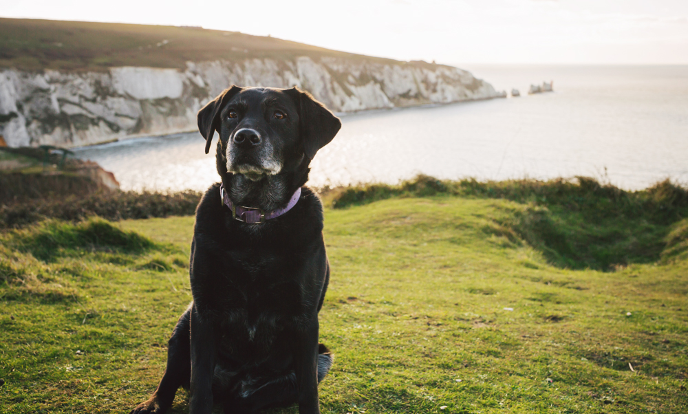 TENSION MOUNTS AS FINALISTS OF WIGHTLINK’S WOOF AWARDS ANNOUNCED