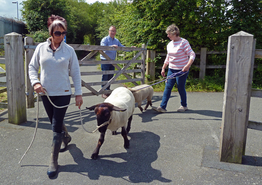 EVERYTHING’S ‘SHEEP SHAPE’ FOR THE ROYAL COUNTY SHOW