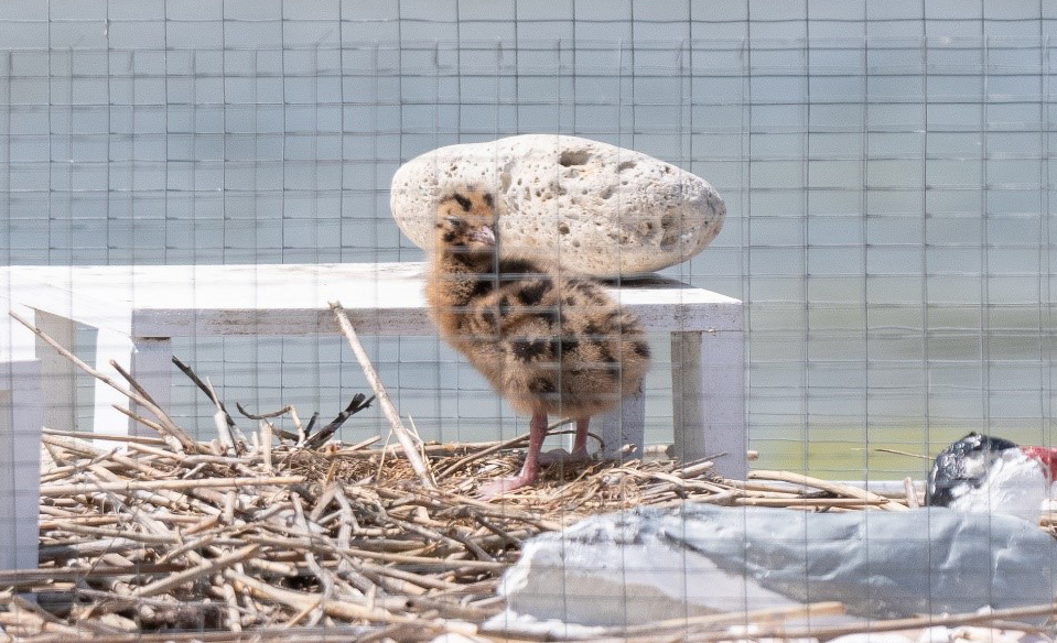 VOLUNTEERS’ EFFORTS SEE BLACK-HEADED GULLS BREEDING IN THE EAST WIGHT