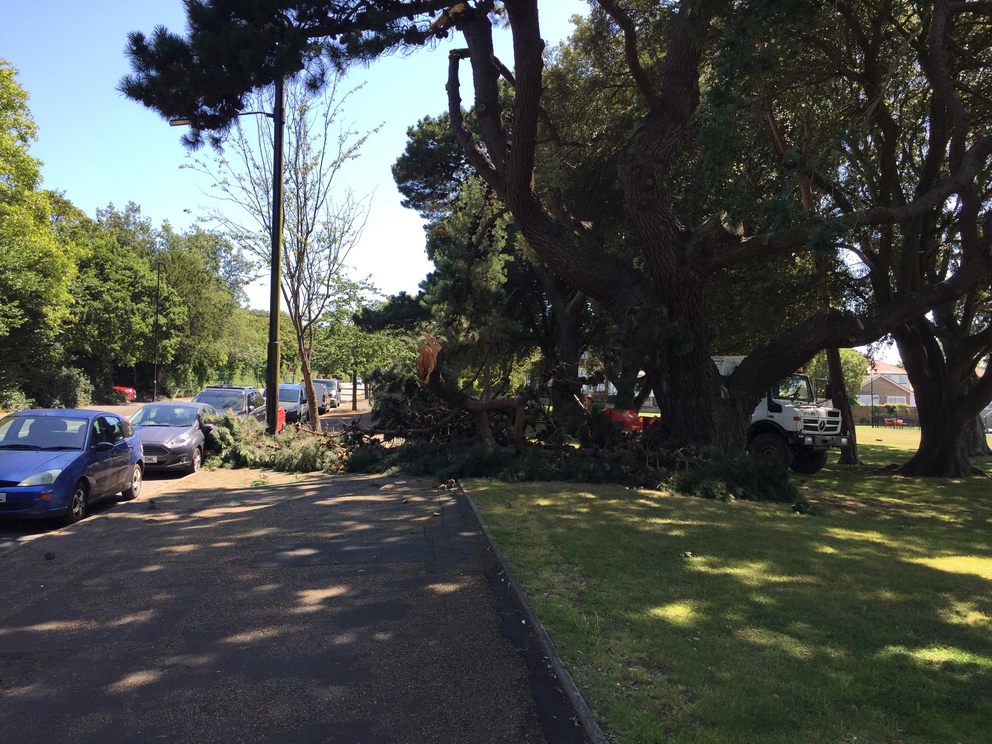 CAR DAMAGED AS HISTORIC TREE BRANCH SNAPS IN EAST COWES