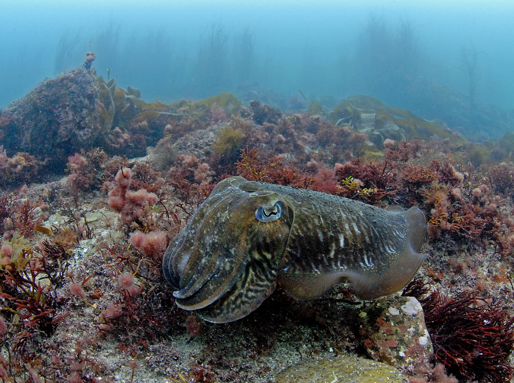 WILDLIFE TRUST SEEKS MARINE VOLUNTEERS ON THE ISLE OF WIGHT