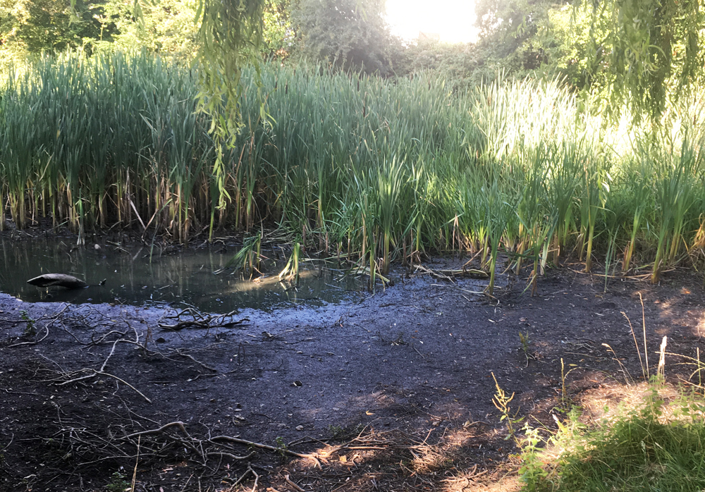 ‘BREAKTHROUGH COMPROMISE’ ON OVER-GROWN POND SITE IN NEWPORT