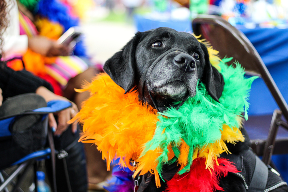 PUT YOUR BEST PET FORWARD IN RYDE IN AID OF CHARITY