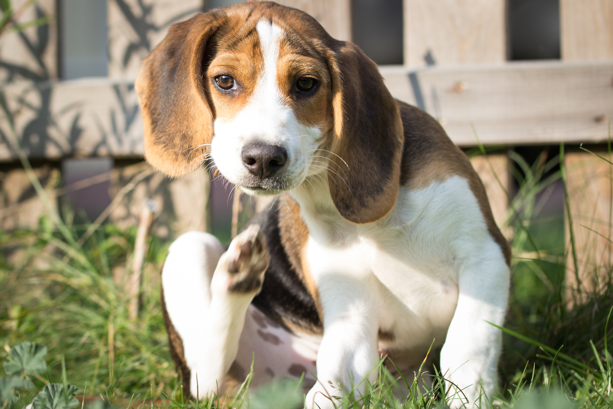 HOT AND HUMID WEATHER LEAVES PET OWNERS FACING FLEA EPIDEMIC