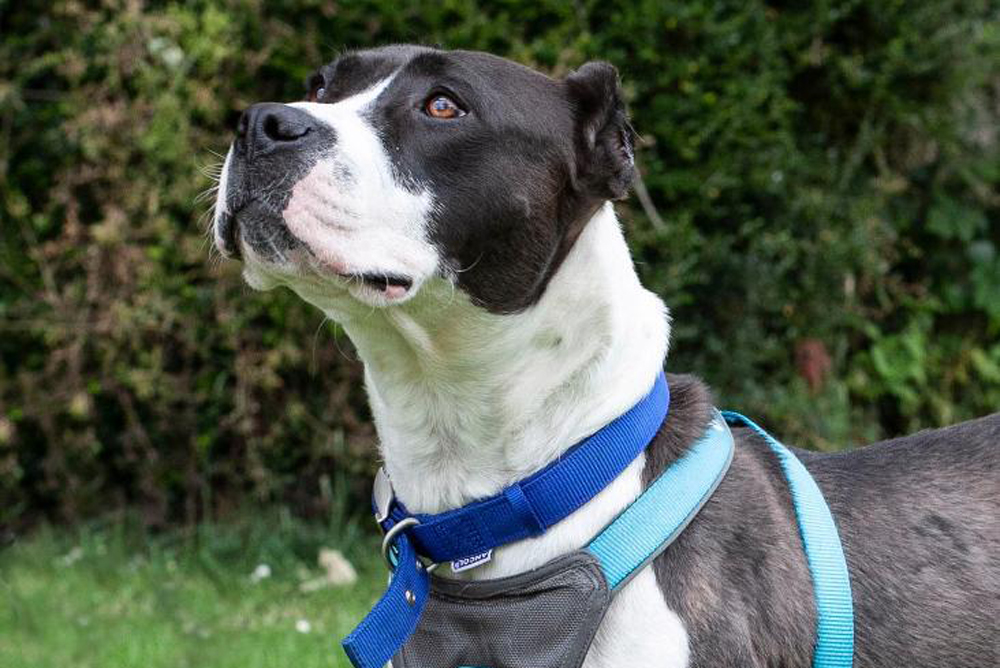 ISLE OF WIGHT DOG’S EARS CUT IN ‘HIDEOUS’ HOME CROP