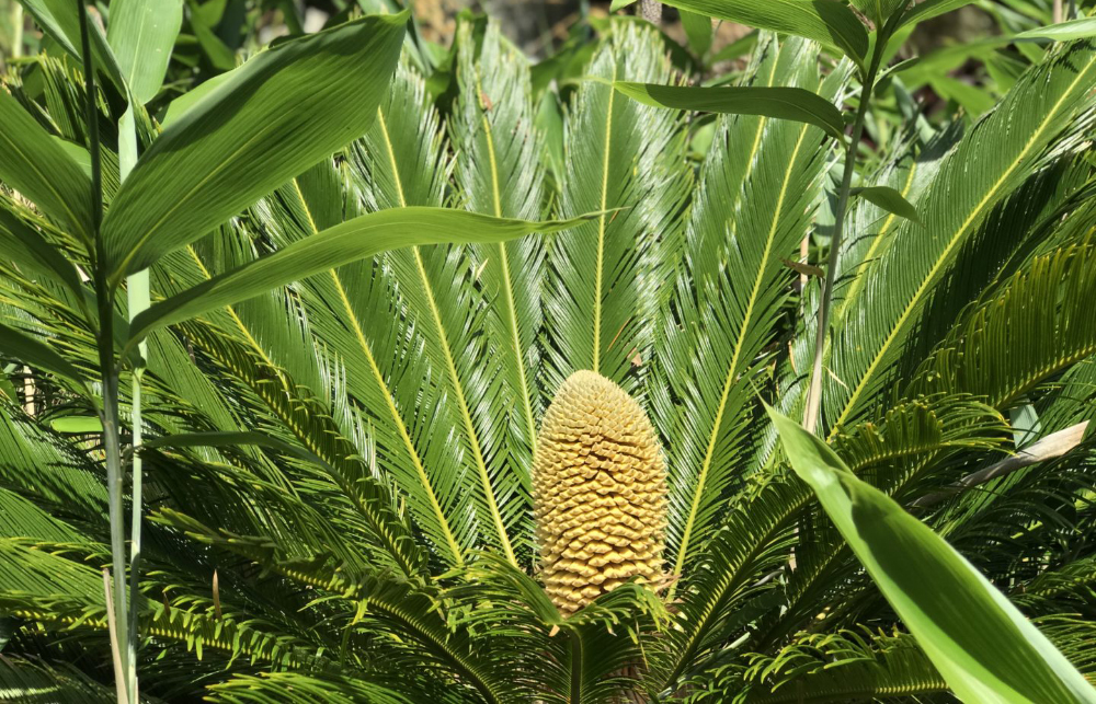 RARE PLANT BLOOMS MALE AND FEMALE CONE AT VENTNOR BOTANIC GARDEN