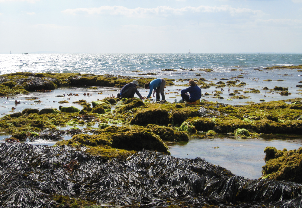 WILDLIFE TRUST LAUNCHES WILDER SOLENT CAMPAIGN