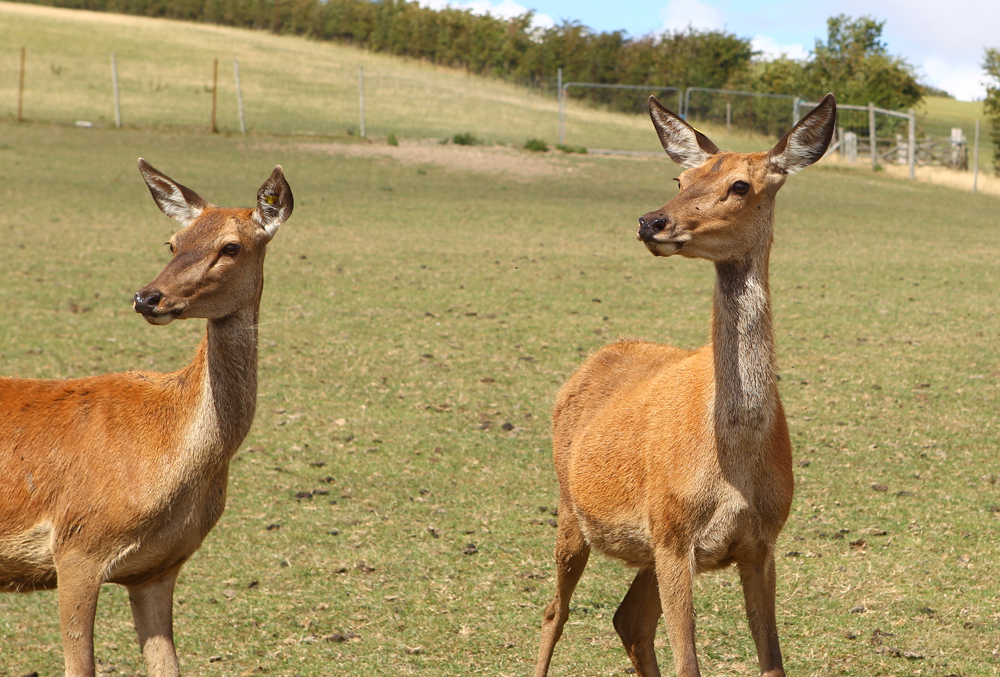 ISLE OF WIGHT DEER FARM OPENS TO VISITORS NEAR NEWPORT