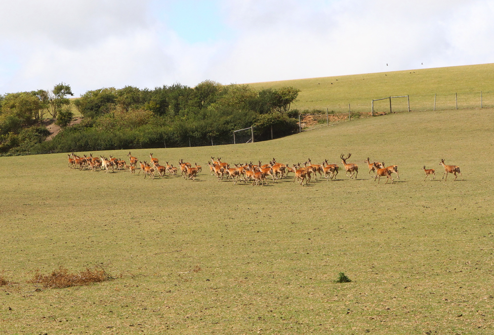 ISLE OF WIGHT DEER FARM OPENS TO VISITORS NEAR NEWPORT