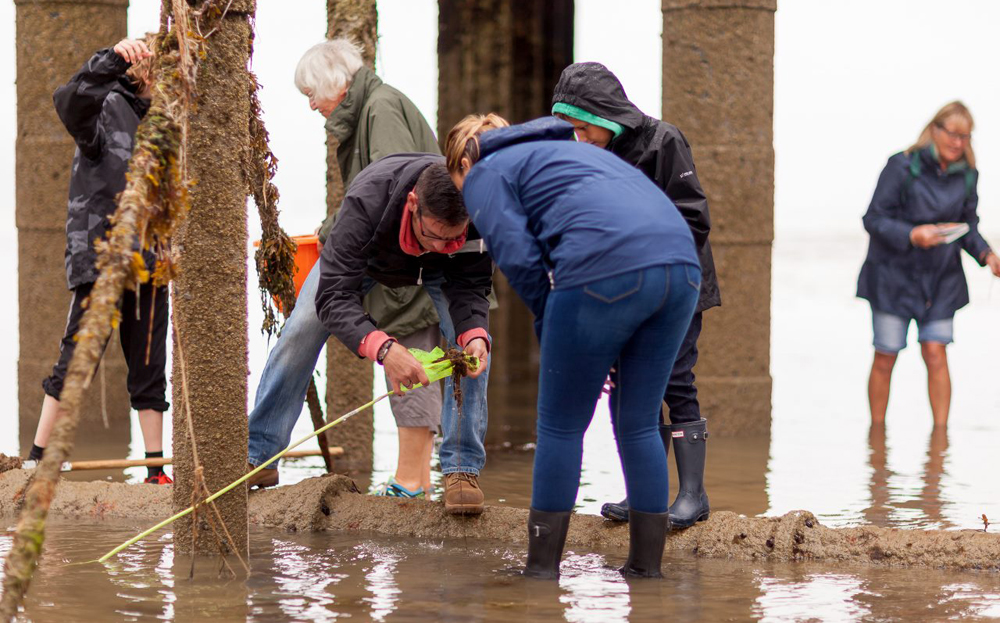UNDER THE PIER EVENT TO EXPLORE WIGHT MARINE WILDLIFE AGAIN THIS AUGUST