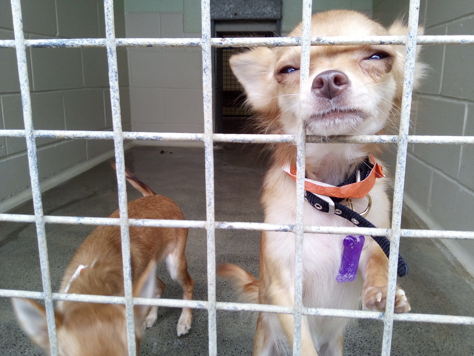 RESCUED CHIHUAHUAS NOW READY TO BE RE-HOMED SAY RSPCA