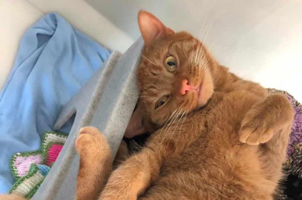 RSPCA RECEIVES MORE THAN 16,000 CALLS ABOUT CATS IN THE SOUTH EAST