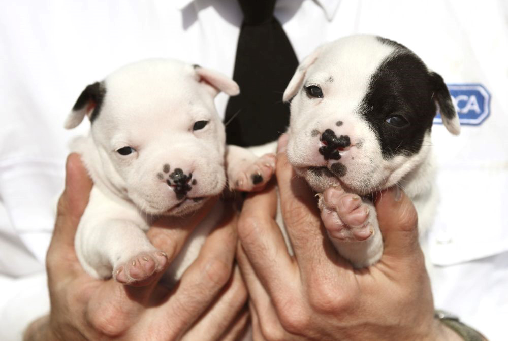 ADVICE FOR FAMILIES AS PUPPY TRADE REPORTS ON THE ISLE OF WIGHT SOAR BY 300%