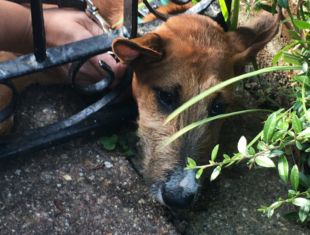 PEGGY THE TERRIER FREED FROM A TIGHT SPOT BY FIREFIGHTERS