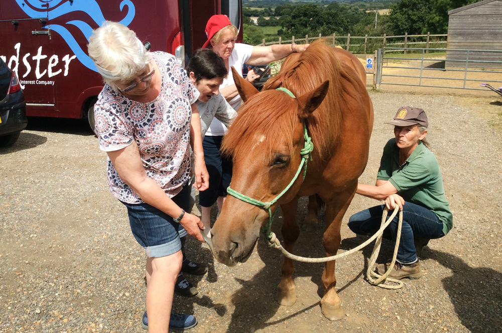 £8,000 AWARDED TO HORSE-BASED THERAPY PROJECT ON THE ISLE OF WIGHT