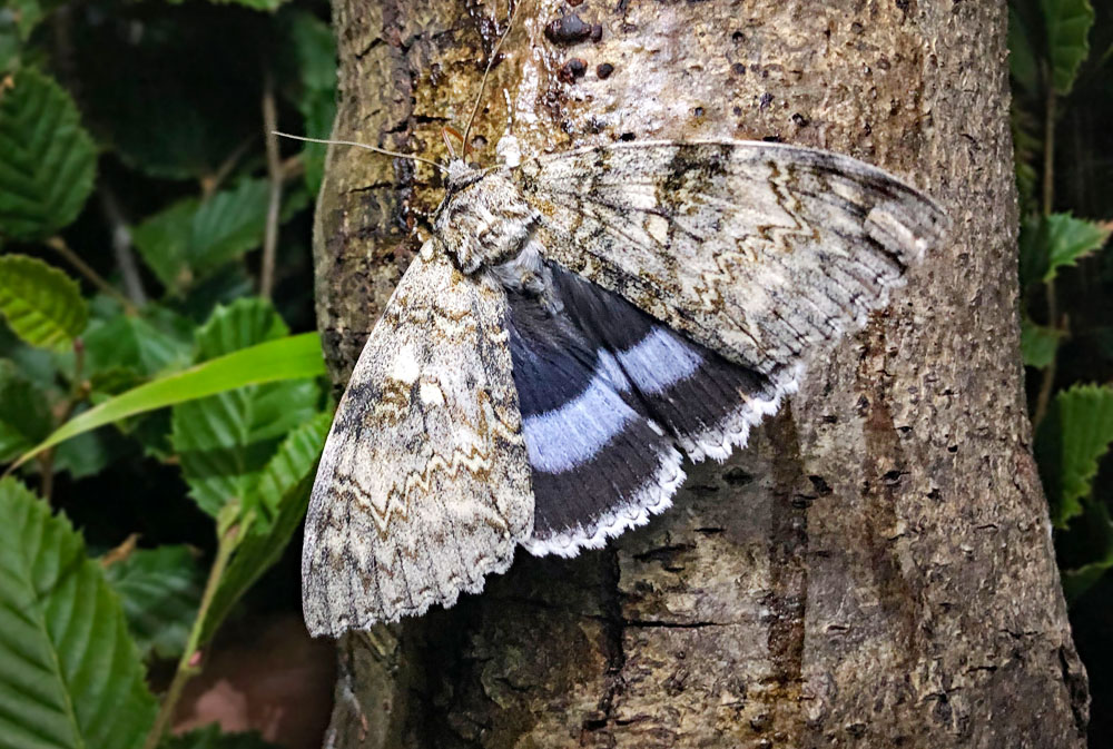 HOLY GRAIL OF MOTH RECORDING REAPPEARS IN BRITAIN