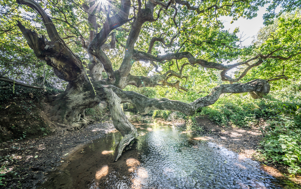 ISLE OF WIGHT’S DRAGON TREE IN THE RUNNING TO BE NAMED TREE OF THE YEAR