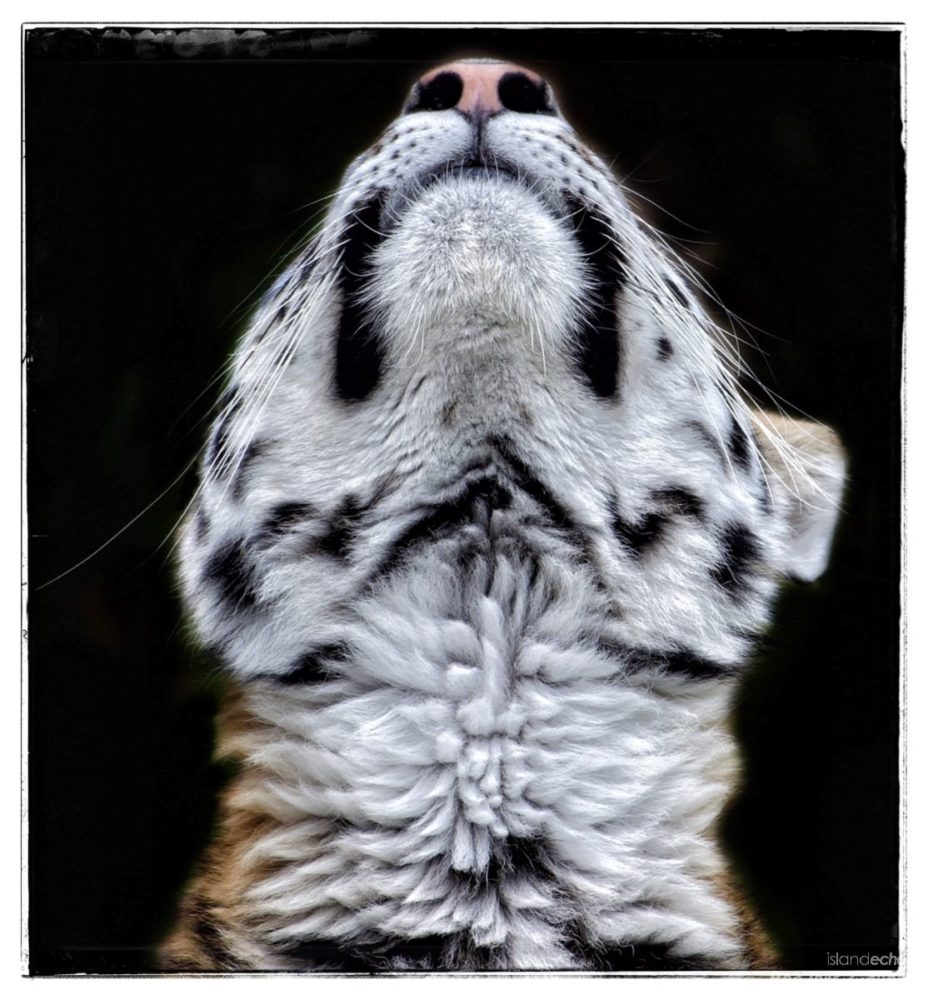 Go on tickle me Isle of Wight Zoo - Roger Millward