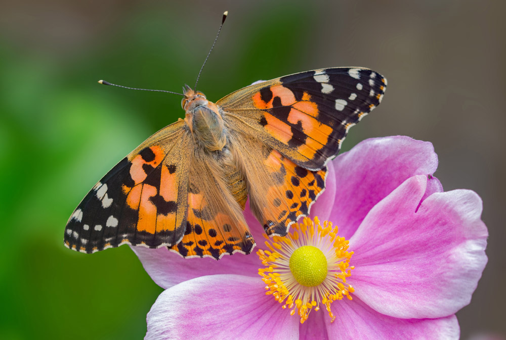 BUTTERFLY COUNT REVEALS 2019 IS THE YEAR OF THE PAINTED LADY