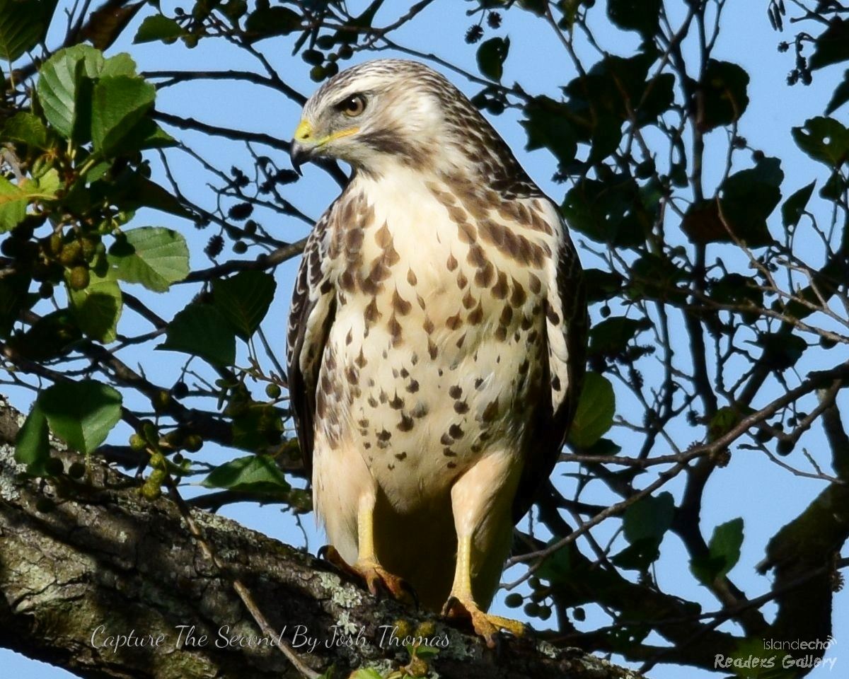 Pale phase Buzzard - Josh