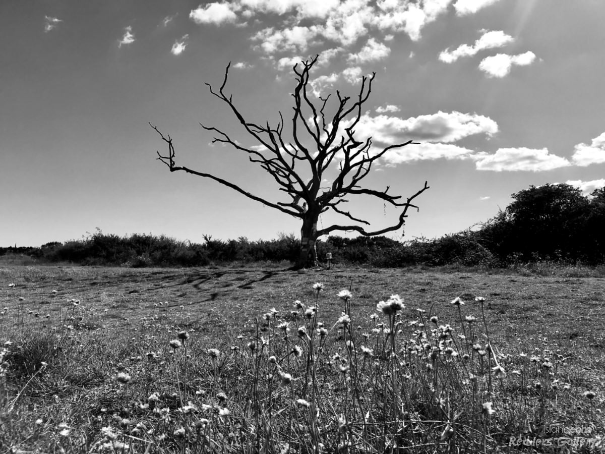 The Fairy Tree, St Helens Duver - Alan Henning
