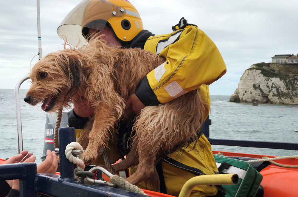 DOG SAFE AND WELL AFTER FRESHWATER CLIFF RESCUE