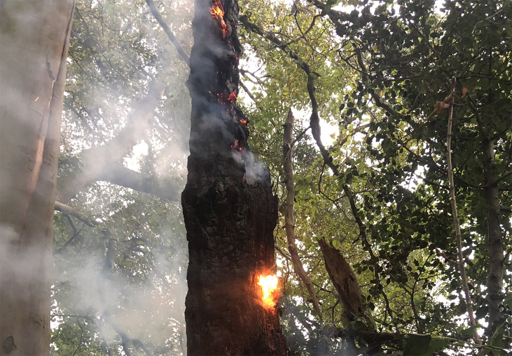 TREE BURNS AFTER BEING STRUCK BY LIGHTNING IN THE WEST WIGHT