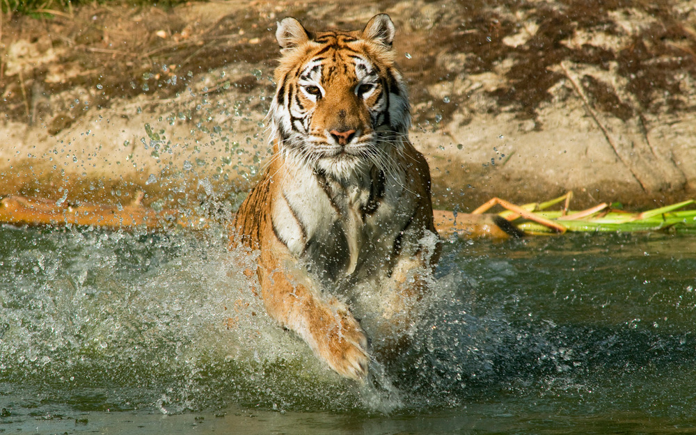 ISLE OF WIGHT ZOO PREPARE TO SAY GOODBYE TO BELOVED AYSHA