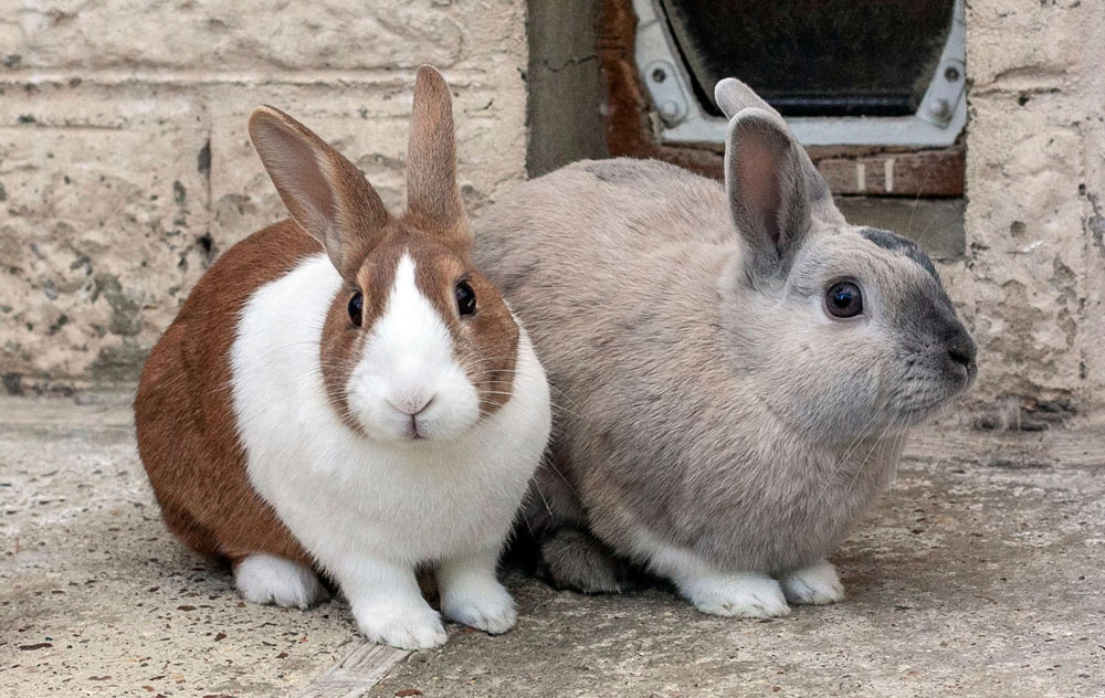 RSPCA CONTINUE TO RESCUE ‘STARTER PETS’ – RABBITS AND GUINEA PIGS READY TO ADOPTION