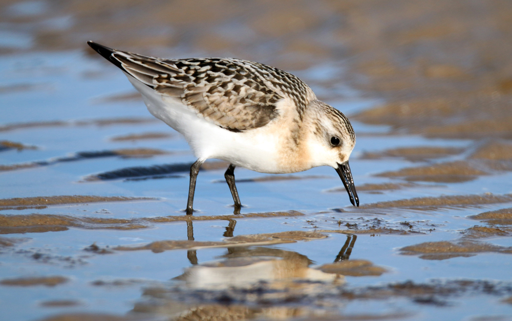 WINGED WONDERS AT RYDE AS THE BIRDS ARE BACK IN TOWN