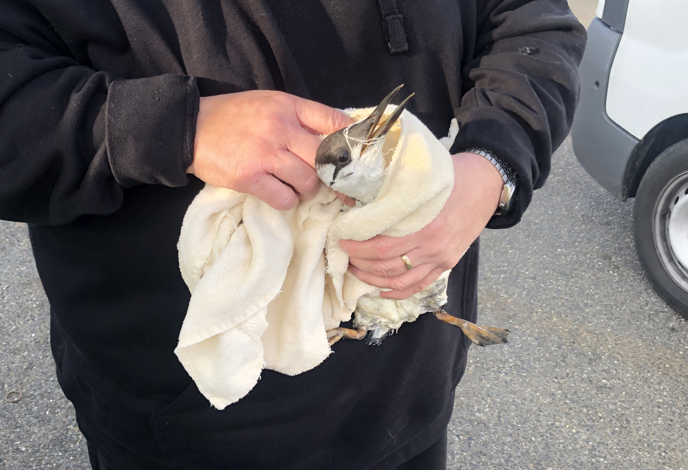POLLUTION PATROL AS BIRDS WASH UP COVERED IN UNKNOWN STICKY SUBSTANCE