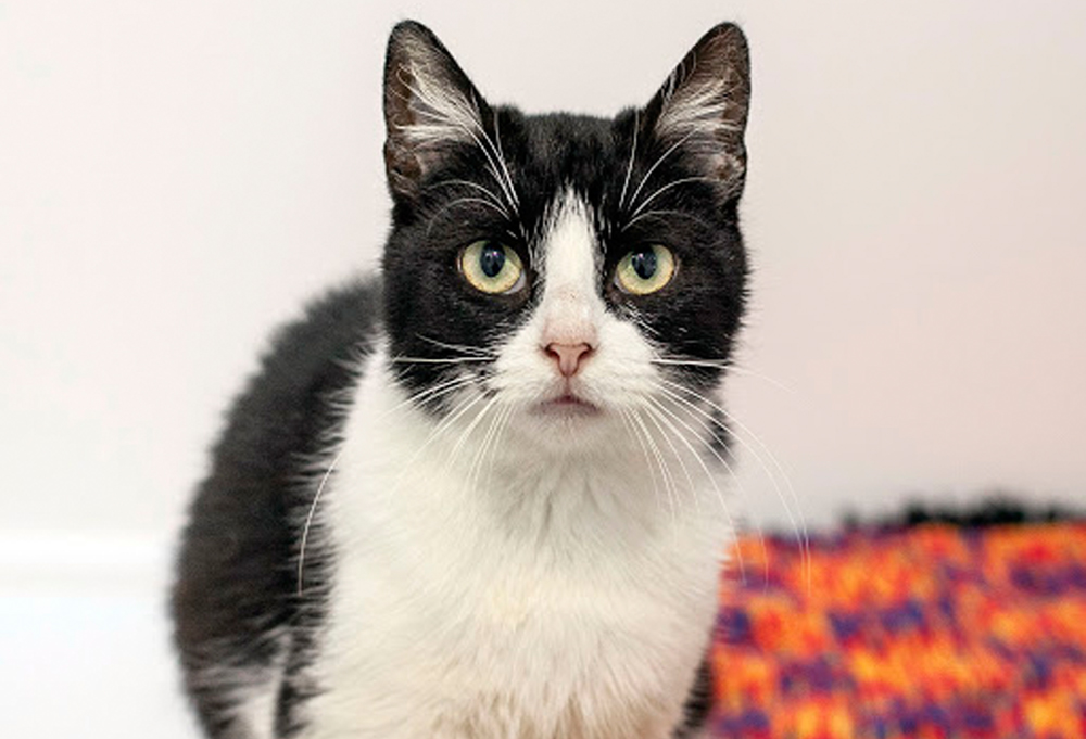 CATS READY FOR ADOPTION AFTER RSPCA RESCUES 128 CATS ON THE ISLE OF WIGHT IN 2018