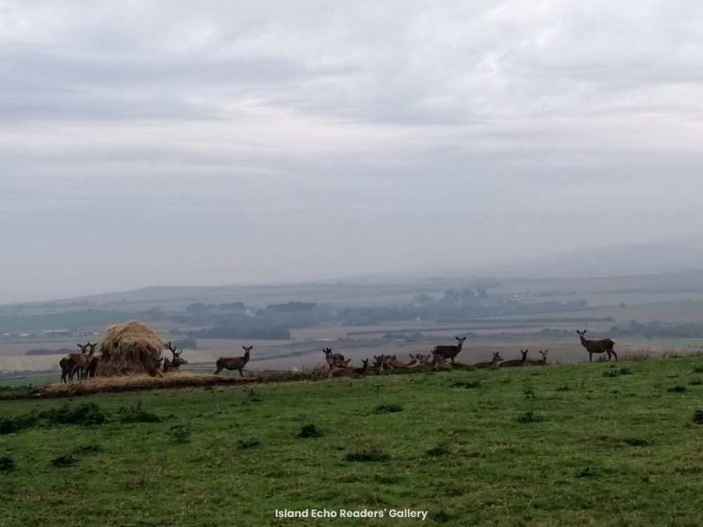 Early morning deer at Chale Phil Knight