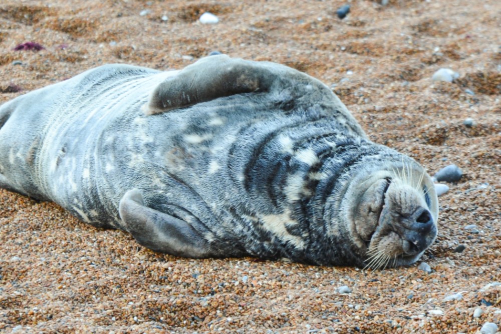 BEACH ‘SEALED OFF’ IN VENTNOR AS GRUMPY PAYS A VISIT