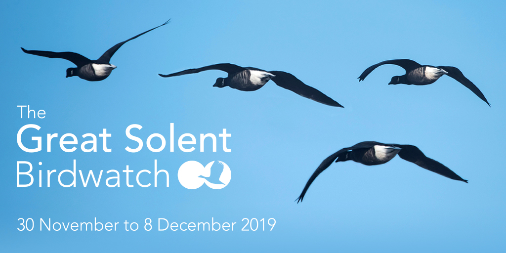 CITIZEN SCIENCE HITS THE SOLENT WITH LOCAL BIRDWATCH