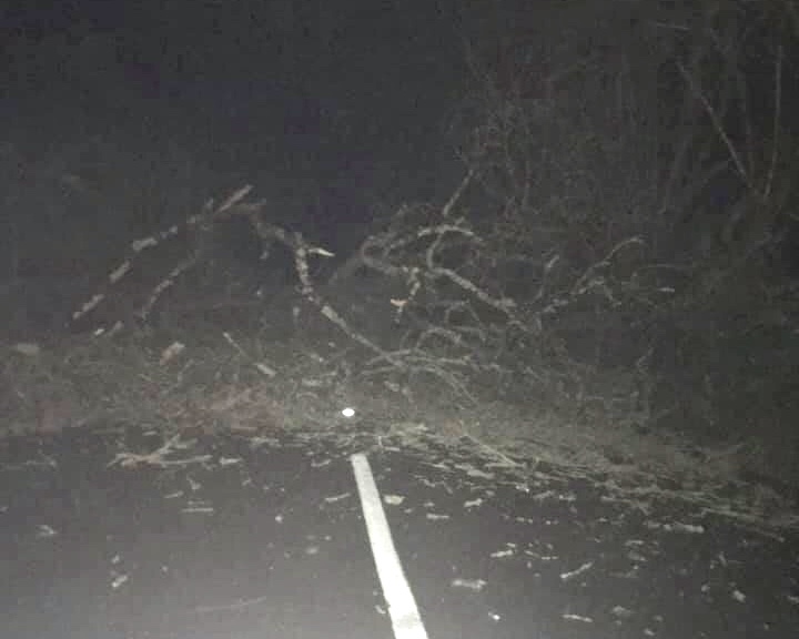 FALLEN TREE BLOCKS MIDDLE ROAD