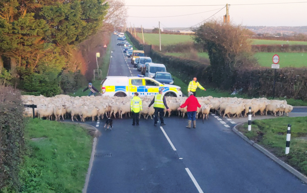 MERRY CHRISTMAS TO EWE! 400 LAMBS MOVED IN SPECTACULAR FASHION